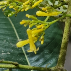 Palicourea lasiorrhachis