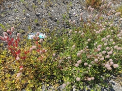 Trifolium arvense