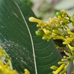 Palicourea lasiorrhachis