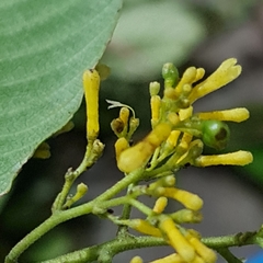 Palicourea lasiorrhachis