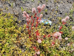 Trifolium arvense