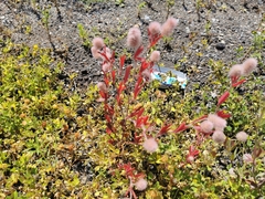 Trifolium arvense