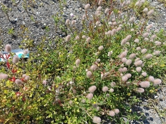 Trifolium arvense