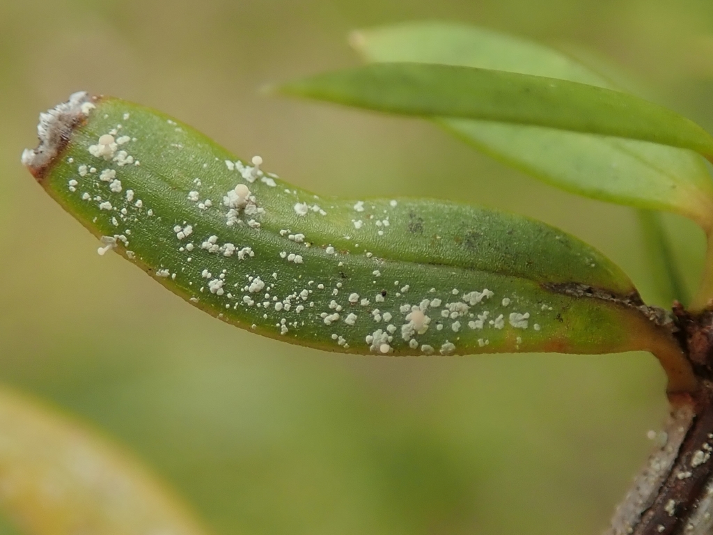 Podotara pilophoriformis from Rakeahua Valley, Stewart Island ...