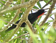 Compsothraupis loricata