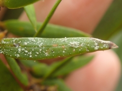 Podotara pilophoriformis