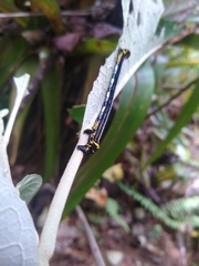 Acronyctodes cautama