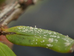 Podotara pilophoriformis