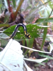 Acronyctodes cautama