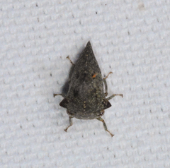 Glossonotus acuminatus