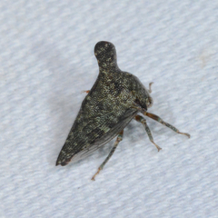 Glossonotus acuminatus