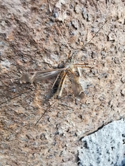 Tipula
