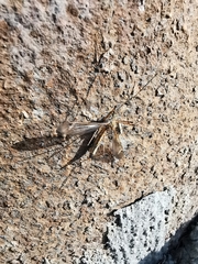 Tipula
