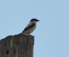 Lanius ludovicianus