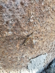 Tipula