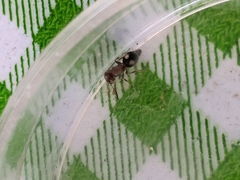 Pseudomethoca athamas