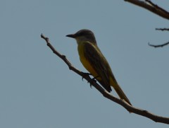 Tyrannus melancholicus