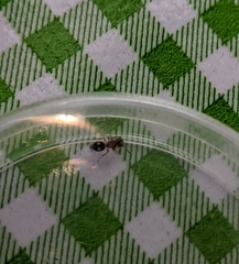 Pseudomethoca athamas