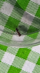 Pseudomethoca athamas