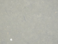 Notropis atherinoides