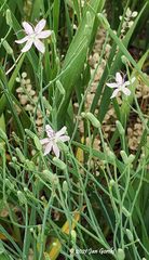 Lygodesmia juncea