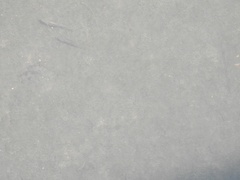 Notropis atherinoides