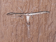 Oidaematophorus