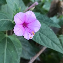 Mirabilis jalapa