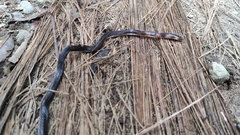 Atractus paucidens
