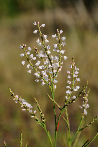 Coastal jointweed (Polygonella articulata)