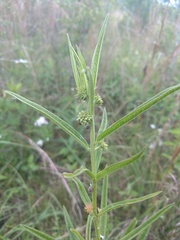 Asclepias hirtella