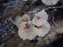 Entoloma byssisedum