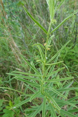 Asclepias hirtella