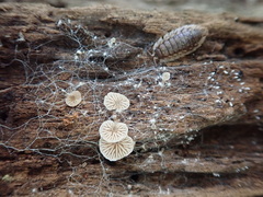 Entoloma byssisedum
