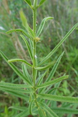 Asclepias hirtella