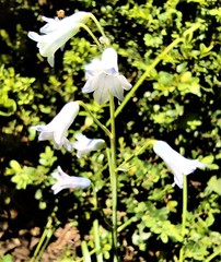 Brimeura amethystina