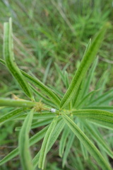 Asclepias hirtella