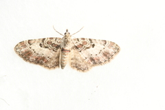 Eupithecia mutata