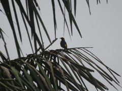 Icterus cayanensis chrysocephalus