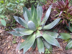 Agave warelliana