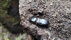Coleoptera