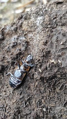 Coleoptera