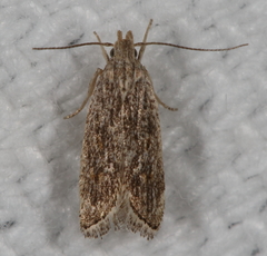 Helcystogramma chambersella