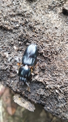 Coleoptera