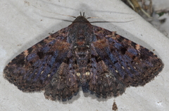 Metalectra quadrisignata