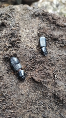 Coleoptera