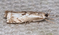 Microcrambus kimballi