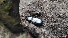 Coleoptera