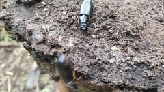 Coleoptera