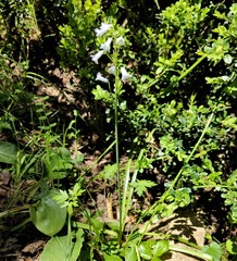 Brimeura amethystina